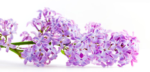 Fototapeta na wymiar Spring lilac flowers blooming. Isolated on white, banner.