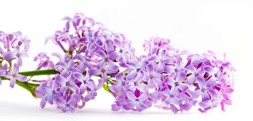 Poster Spring lilac flowers blooming. Isolated on white, banner. © Photocreo Bednarek