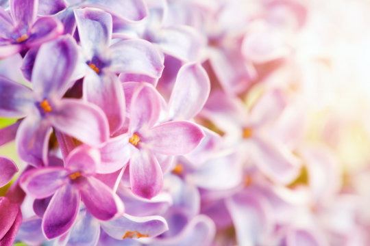 Purple Spring Lilac Flowers Blooming Close-up.