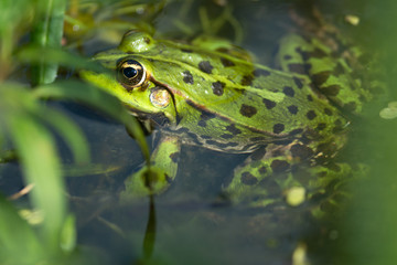 Teichfrosch
