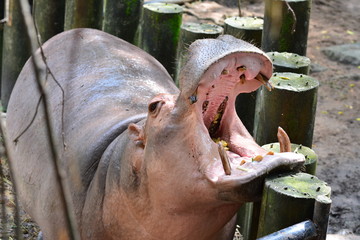 Hippotamus showing huge jaw and teeth