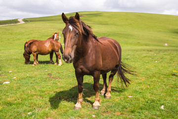 Fototapeta premium Cavalli tra le verdi colline dell'umbria