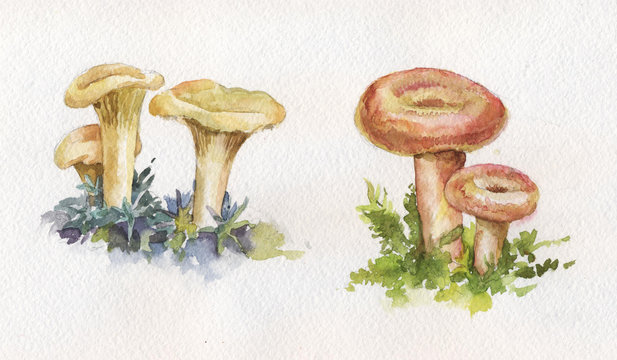 watercolor illustration with mushrooms: chanterelles and coral m