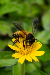 A Bee collecting Nectar on the Flower 