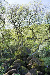 Forest scene- funny curved tree and stones with moss