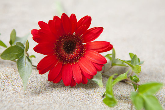 marguerite gerbera fleur rouge et lierre