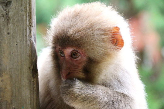 野生の子猿 - Child of Japanese macaque