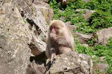 野生のニホンザル - Wild Japanese macaque