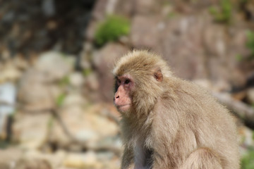 Naklejka na ściany i meble ニホンザルの子供 - Child of Japanese macaque