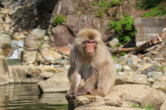 ニホンザル - Wild Japanese macaque