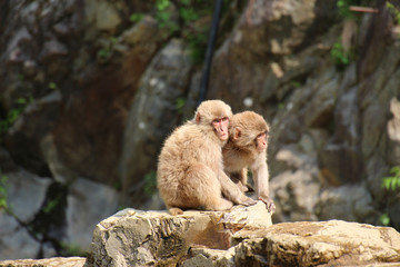 2匹のニホンザルの子供 - Children of Japanese macaque
