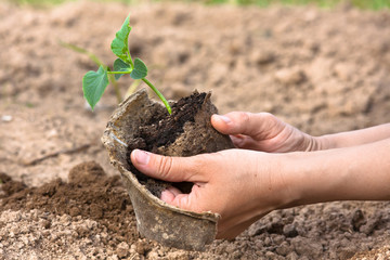 planting seedling of cucumber, closeup