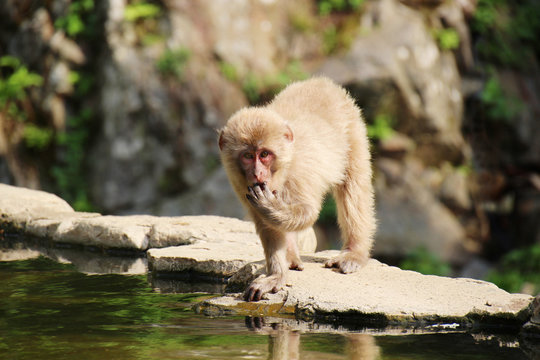 ニホンザルの子供 - Wild Japanese macaque