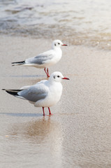Fototapeta premium Seagulls