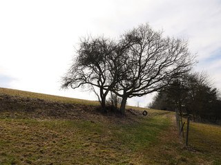 Baum Schaukel 