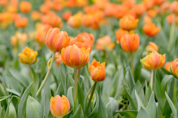 Beautiful bouquet of tulips, tulips in spring,colourful tulips.