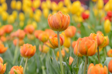 Obraz premium Beautiful bouquet of tulips, tulips in spring,colourful tulips.