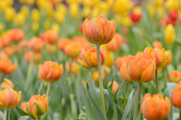 Beautiful bouquet of tulips, tulips in spring,colourful tulips.