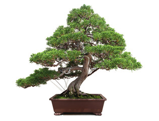 Bonsaï / Bonsai - Juniperus chinensis