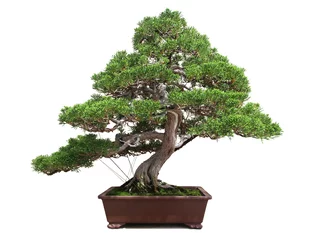 Deurstickers Bonsai Bonsai / Bonsai - Juniperus