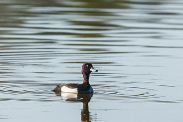 Tufted duck with water reflections