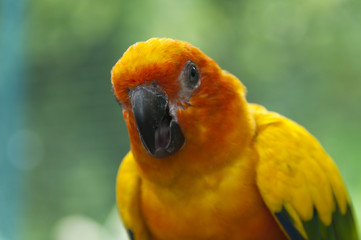 Bunter Vogel