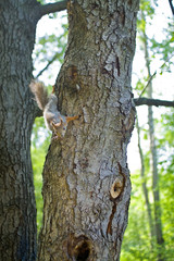 Obraz premium Squirrel on the tree in the park