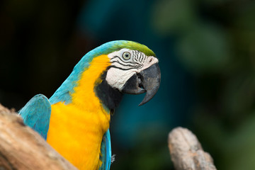 Obraz premium parrot bird
