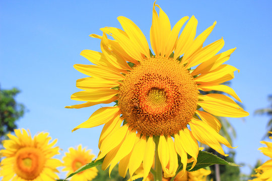 Sunflower field