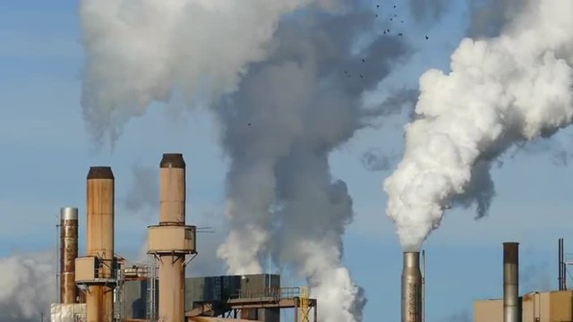 Flock of Birds Flies Through Factory Smoke/Steam