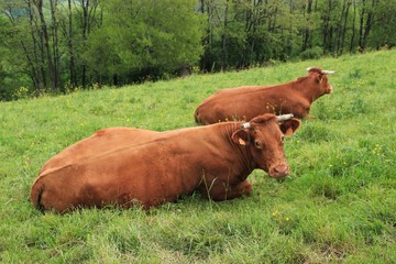 Vaches Limousines.