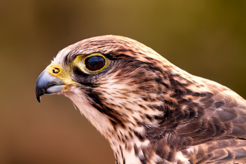 Falke