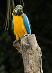 parrot