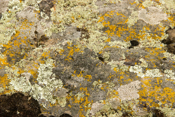 stones, moss, trees, natural texture, succulents
