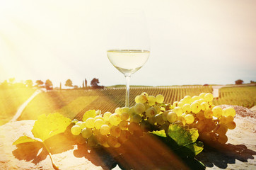 Wine and grapes. Lavaux, Switzerland