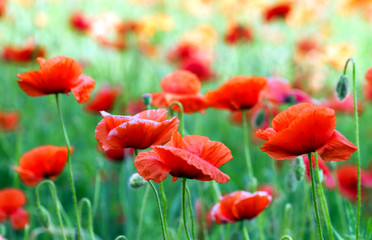 red poppy