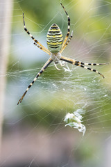 Spider in a garden
