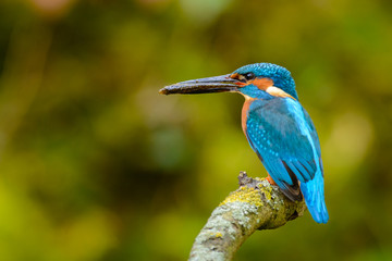 Male Common Kingfisher (Alcedo atthis) perching on a branch.