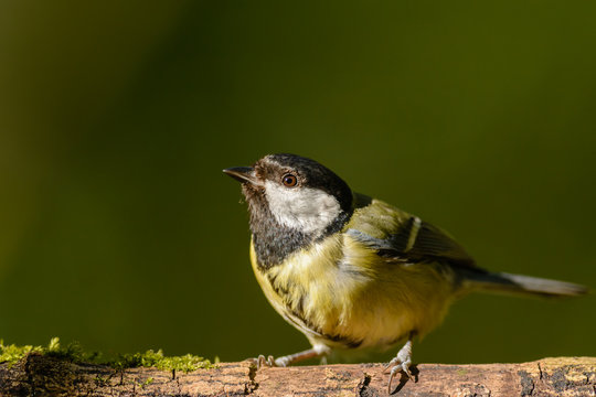 Great tit (Parus major) perching on a branch