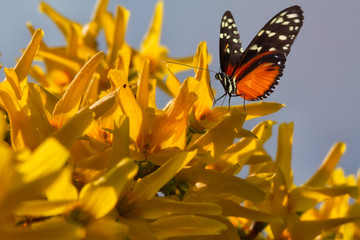Schmetterling, gelb, Blüte, Sommer  