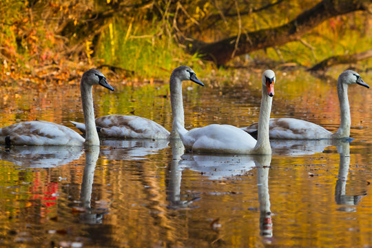 Mother swan and cygnets .