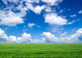 Fototapeta premium field