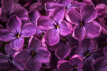 Foto op Plexiglas Macro image of spring lilac violet flowers, abstract soft floral © Sergejus Michalenko