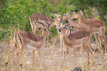 Two male impala fight in for the herd with best territory