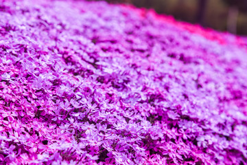 Fototapeta premium Landscape with pink flowers on the mountain, Takinoue, Hokkaido