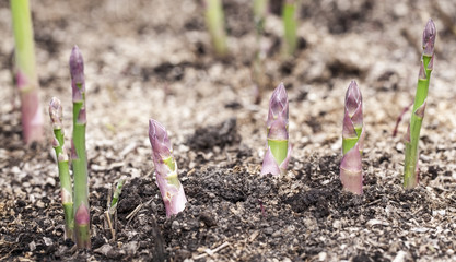Shoots of asparagus.