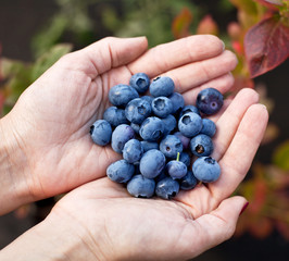 Blueberries in the woman's hands.