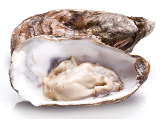 Raw oyster on a whte background.