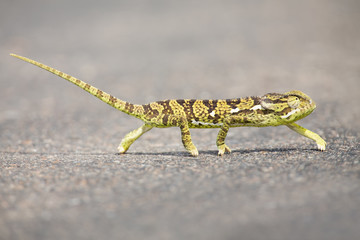 Long green chameleon crossing hot tar road in the hot sun