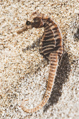 Seahorse on the beach